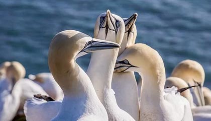 -中国足球“两步走”战略实现初步成效，中国足球之路