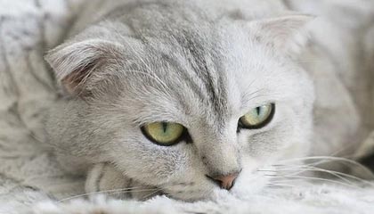 九游体验-诺里奇城防守严密，黄蜂军团全力冲超，诺里奇地图