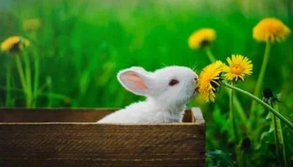 九游体育-法国战胜英格兰队，挺进欧国盃四强，法国队和英格兰谁强